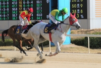 삼관경주의 서막, ‘KRA컵 마일’ 대상경주 30일 개최