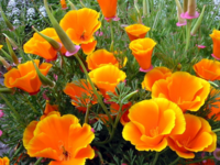 ‘금영花’  물결치는 신안군 “墠島”