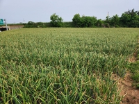 정읍시 농업기술센터, 마늘·양파 생육 후기 관리 당부