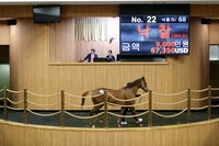 두 번째 제주 예비경주마 경매, 낙찰 총액 1억 이상 증가