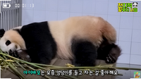 ‘푸바오母’ 아이바오, ‘임신’일까?...다음 주부터 만나기 어렵다(‘뿌빠TV’)