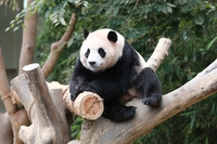 동생 생기는 푸바오, 알고보니 K팝 가수들 사랑 한몸에 받는 ‘슈스’