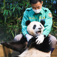 ‘유퀴즈’도 푸바오 동생 탄생 축하 “강철원 자기님, 세 손녀의 할아버지가 되다니”