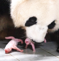 푸바오, 동생 생겼다..국내최초 ‘쌍둥이 판다’ 탄생
