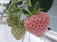 양양군, 신품종 딸기 육묘장 설치로 우량 딸기묘 생산 본격화