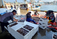 동해안 오징어 축제 점차 사라져…흉어가 원인