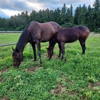 세계 최고 명마 ‘닉스고’ 1세대 자마(子馬) 국내 첫 입국