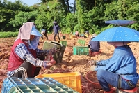 ‘항노화 효과가 최고’ 해남 고구마 본격 수확