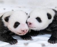 “푸바오 동생 이름을 지어주세요” 에버랜드, 쌍둥이 아기 판다 이름 공모