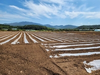 해남군, 배추 과잉생산 우려..가격 안정에 총력