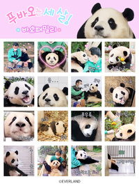 푸바오 인기 덕에 ‘이모티콘 2종’, 대세 이모티콘 등극