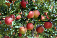 ‘양구’ 사과 본격 생산...추석 선물로 인기 만점!