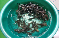 강원특별자치도, 토속어종 ‘동자개’ 종자 41만 마리 방류