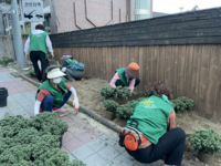 원주시 개운동새마을회, 아름다운 개운동 만들기 계절 꽃 식재