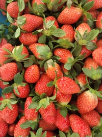 양구군,  ‘딸기’...지역 활력화 작목으로 육성!