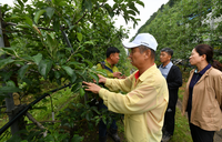 화천군, 우박 피해 신음 사과농가 소비 촉진 캠페인