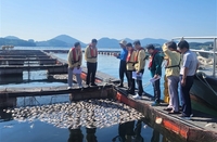 전남도, 여수지역 고수온 피해 어가에 40억 지급