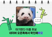 ‘13만 푸덕’ 네이버 오픈톡, 푸바오 쌍둥이 동생 이름 결정 ‘대국민 파이널 투표’ 진행