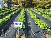 정읍시, ‘고품질 김장배추’ 생산을 위한 후기 중점 관리 당부