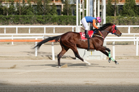 가을 최고의 건각(健脚)은? 제38회 KRA컵 클래식(G2) 개최