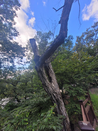 (사)천연기념물곤충연구센터, 밀양 표충사 숲에서 비단벌레 집단 서식처 발견