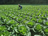 배추 가격 한 달 새 20% 상승…김장철 물가 비상