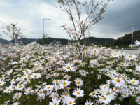 정읍시 산외면사무소 노인일자리 참여 어르신, 아름다운 꽃밭 만들어