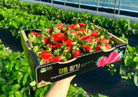 강릉시, ‘수출용 고품질 딸기’ 안정생산 기반 확대!