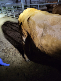 전북도, 첫 럼피스킨병 의사환축 발생!