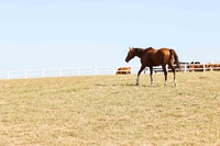 10월 27~29일, 경주마 복지주간 다양한 행사 개최