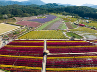 철원 고석정 꽃밭 성료, 경제 효과 500억원 효과 거둬!