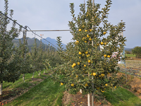 평창군 방림면, 사과 재배품종 다양화로 소비자 선호 반영