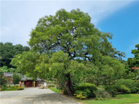 강원특별자치도, ‘23년 도내 보호수 지정 본수 증가’ 입법 등 제도마련 효과!