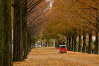 진안군, ‘모바일스탬프투어’로 지역 관광 활성화...메타세쿼이아길 등 명소 홍보 효과 ‘톡톡’