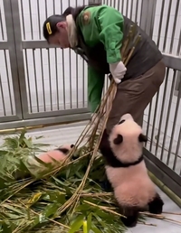 “이모 놀아주세요~” 에버랜드 쌍둥이 아기 판다 영상 화제···조회수 400만뷰 돌파