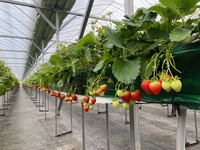 원주시농업기술센터, 겨울철 대표 먹거리 ‘치악산 딸기’ 본격 출하