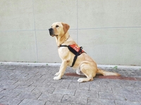 경기도, 인명구조견 ‘아롱’ 은퇴... 국민 무상 분양