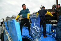 [포토]화천산천어축제, 전국 산천어들 속속 입장한다!