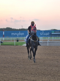 K-경주마 ‘벌마의스타’ 두바이 데뷔전 우승 도전