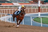 ‘심장의고동’, 황태자 문세영 기수와 첫 번째 두바이 원정 데뷔전