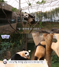 에버랜드, 새롭게 준비한 ‘엄마·아빠 판다 시점 영상’ 화제