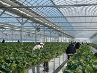 원주시 드림스타트, ‘딸기 따GO!, 바운스 타GO!’ 사업