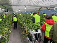 원주시 치매안심센터, 치매어르신과 보호자를 위한 딸기농장 야외치유 프로그램 운영