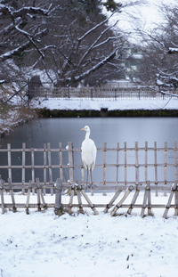 눈과 사과의 고장 ‘아오모리’로 떠나는 힐링여행