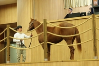 첫 2세 경주마 경매 제주서 개최, 최고가 1억원 육박
