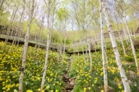 “10만송이 노란 수선화가 한가득~” 화담숲 봄 수선화 축제, 29일 개막