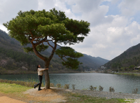 오성제 ‘BTS 소나무’, BTS가 선사한 전북 완주군의 명물!