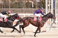 스테이어 시리즈 제2관문, YTN배 21일 개최