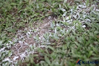 “한국형 잔디 논란 언제까지” 쌍용의 동시 일갈, 흥행 순풍 탄 K리그 최대 적으로 [SS현장]