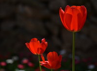 [포토] 아산 피나클랜드의 귀족부인은? 우아한 아름다움의 붉은 튤립!